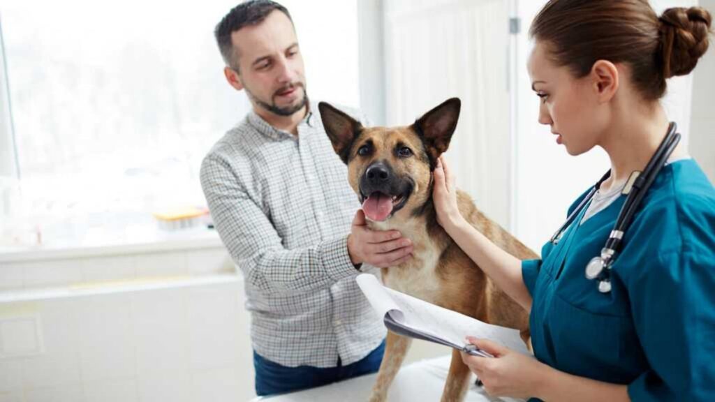 Best Pet Insurance Companies List