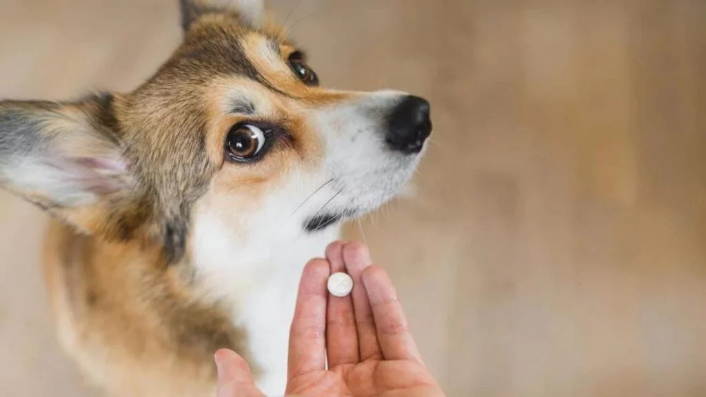 Does Pet Insurance Cover Prescriptions